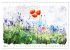 Mohnblüten in Aquarell (Wandkalender... - Bild 9