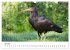 Der Waldrapp - Ein skurriler Vogel... - Bild 12