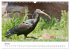 Der Waldrapp - Ein skurriler Vogel... - Bild 13