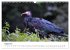 Der Waldrapp - Ein skurriler Vogel... - Bild 14