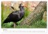 Der Waldrapp - Ein skurriler Vogel... - Bild 10