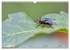Tierische Untermieter (Wandkalender... - Bild 12