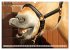 Pferdenasen (Wandkalender 2026 DIN A3... - Bild 11