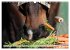 Pferdenasen (Wandkalender 2026 DIN A3... - Bild 12