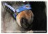 Pferdenasen (Wandkalender 2026 DIN A3... - Bild 3