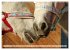 Pferdenasen (Wandkalender 2026 DIN A3... - Bild 4
