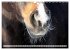 Pferdenasen (Wandkalender 2026 DIN A3... - Bild 7
