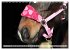 Pferdenasen (Wandkalender 2026 DIN A3... - Bild 8