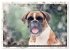 Boxer Photo&Kunst (Tischkalender 2026... - Bild 9
