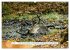 Faszination Hirschbrunft (hochwertiger... - Bild 12