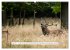 Faszination Hirschbrunft (hochwertiger... - Bild 13