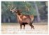 Faszination Hirschbrunft (hochwertiger... - Bild 4