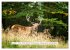 Faszination Hirschbrunft (hochwertiger... - Bild 6