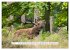 Faszination Hirschbrunft (hochwertiger... - Bild 10