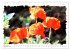 Mohnblüten in Aquarell (hochwertiger... - Bild 4