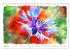 Mohnblüten in Aquarell (Tischkalender... - Bild 14