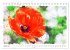 Mohnblüten in Aquarell (Tischkalender... - Bild 3