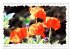 Mohnblüten in Aquarell (Tischkalender... - Bild 5