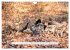 Faszination Schwarzwild (Wandkalender... - Bild 11