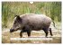 Faszination Schwarzwild (Wandkalender... - Bild 12