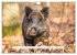 Faszination Schwarzwild (Wandkalender... - Bild 13