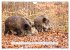 Faszination Schwarzwild (Wandkalender... - Bild 14