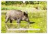 Faszination Schwarzwild (Wandkalender... - Bild 15