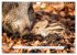 Faszination Schwarzwild (Wandkalender... - Bild 3
