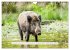 Faszination Schwarzwild (Wandkalender... - Bild 4