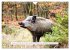 Faszination Schwarzwild (Wandkalender... - Bild 5