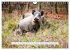 Faszination Schwarzwild (Wandkalender... - Bild 7