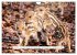 Faszination Schwarzwild (Wandkalender... - Bild 8