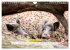 Faszination Schwarzwild (Wandkalender... - Bild 9