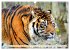 Tiger. Die schönsten Katzen der Erde... - Bild 15