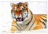 Tiger. Die schönsten Katzen der Erde... - Bild 7