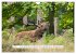 Faszination Hirschbrunft (Wandkalender... - Bild 11