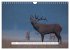 Faszination Hirschbrunft (Wandkalender... - Bild 12