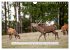 Faszination Hirschbrunft (Wandkalender... - Bild 4
