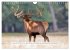 Faszination Hirschbrunft (Wandkalender... - Bild 5