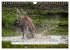 Faszination Hirschbrunft (Wandkalender... - Bild 9