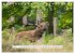Faszination Hirschbrunft (Tischkalender... - Bild 11