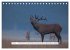 Faszination Hirschbrunft (Tischkalender... - Bild 12