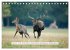 Faszination Hirschbrunft (Tischkalender... - Bild 3