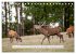 Faszination Hirschbrunft (Tischkalender... - Bild 4
