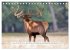 Faszination Hirschbrunft (Tischkalender... - Bild 5