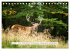 Faszination Hirschbrunft (Tischkalender... - Bild 7