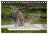 Faszination Hirschbrunft (Tischkalender... - Bild 9