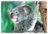 Koalas - Kuscheliges Symbol Australiens... - Bild 12
