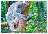 Koalas - Kuscheliges Symbol Australiens... - Bild 13