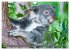 Koalas - Kuscheliges Symbol Australiens... - Bild 14